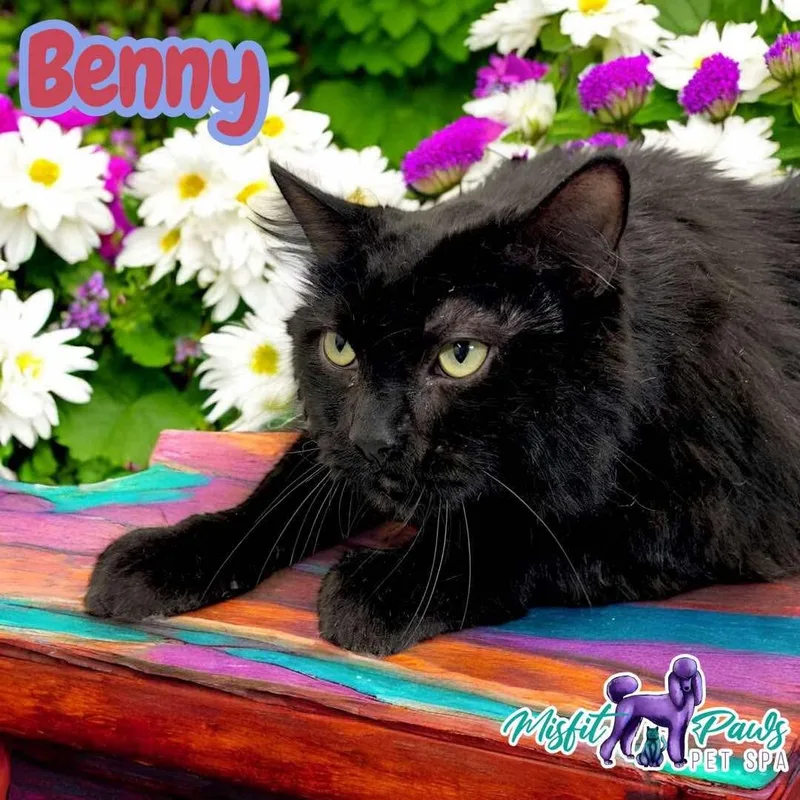 An adult extra large-sized male Black Domestic Short Hair cat named Benny for adoption in Manchester, CT