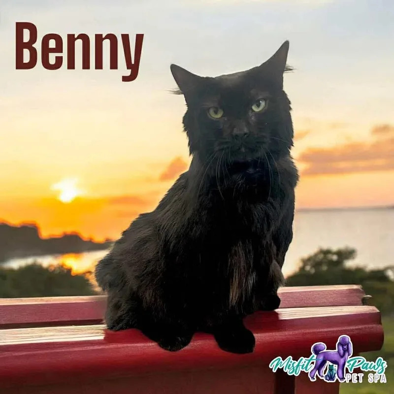 Benny thumbnail 2