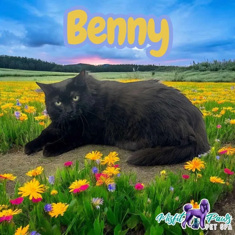 Benny thumbnail 3