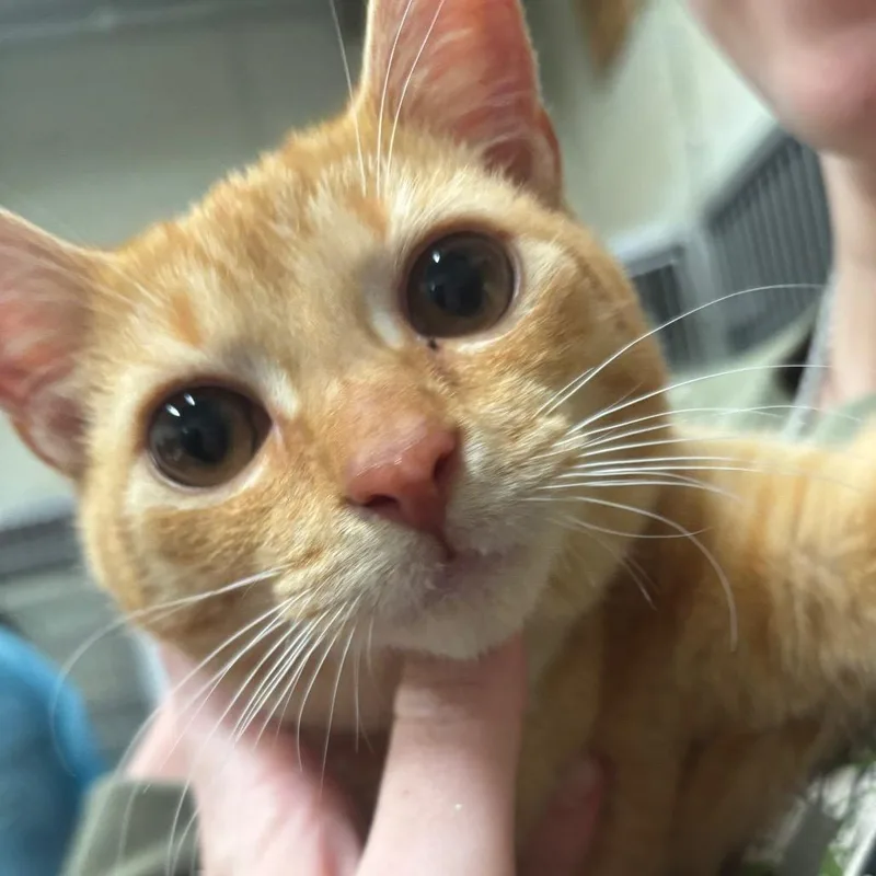 Duncan C thumbnail 2