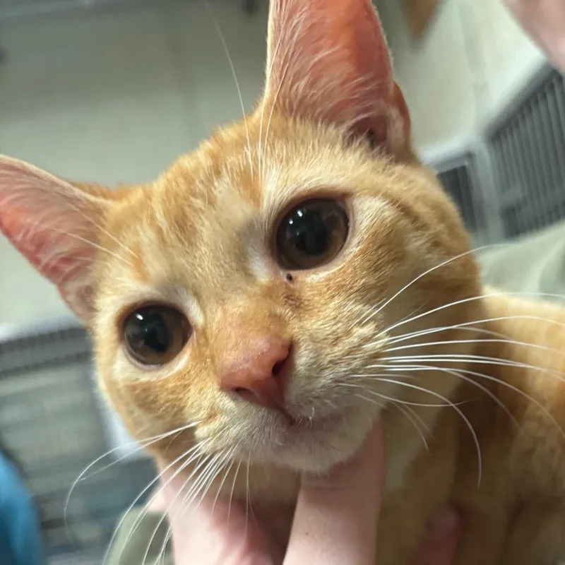 Duncan C thumbnail 5