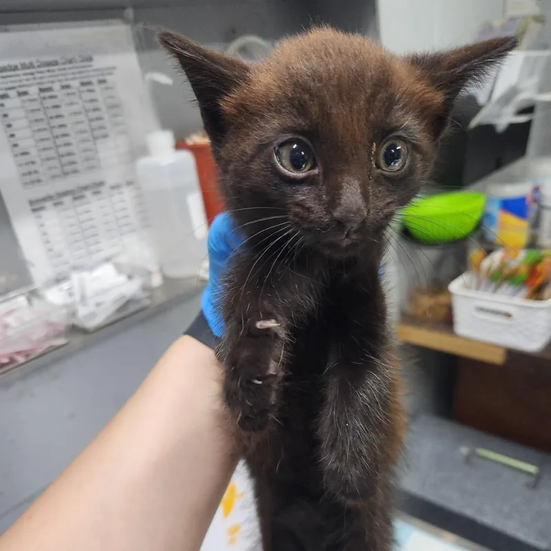 A baby small-sized male Black Domestic Short Hair cat named Wutang @ Petsmart In for adoption in Summerville, SC