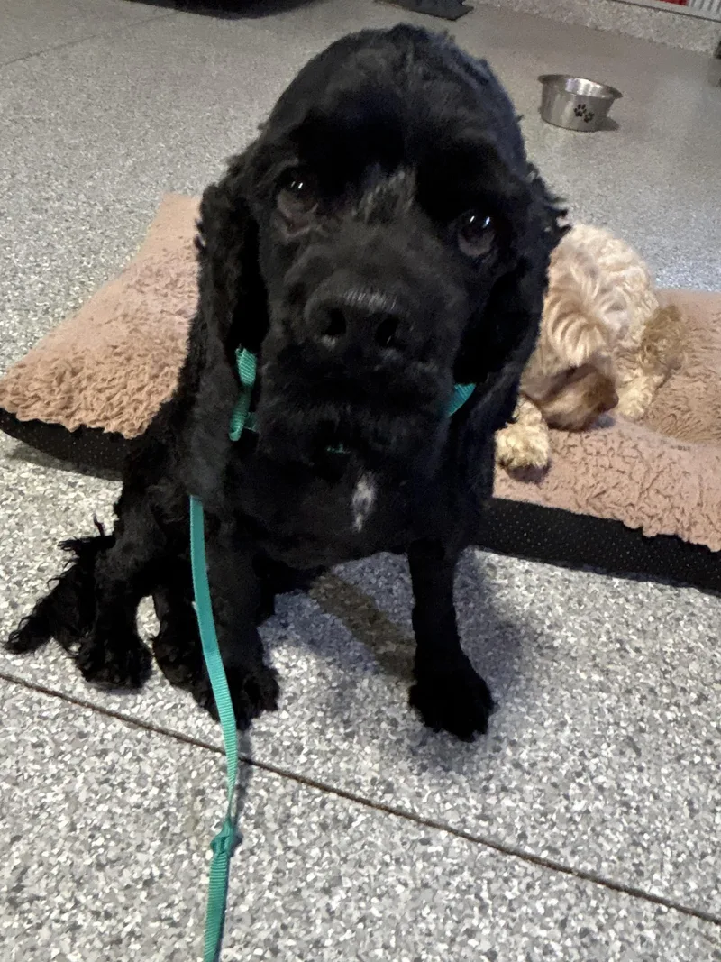 An adult small-sized male Black Cocker Spaniel dog named Rain Lbs for adoption in Antwerp, OH