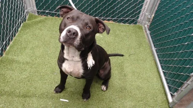 An adult large-sized male Pit Bull Terrier dog named Lars for adoption in Downey, CA