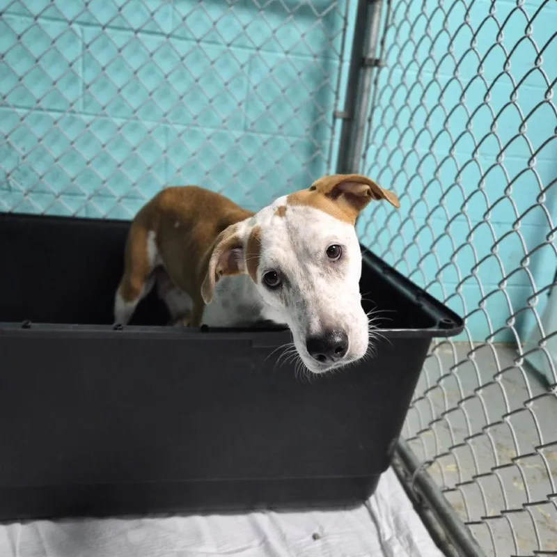 An adult medium-sized female White / Cream Coonhound dog named Lilac for adoption in Wahiawa, HI