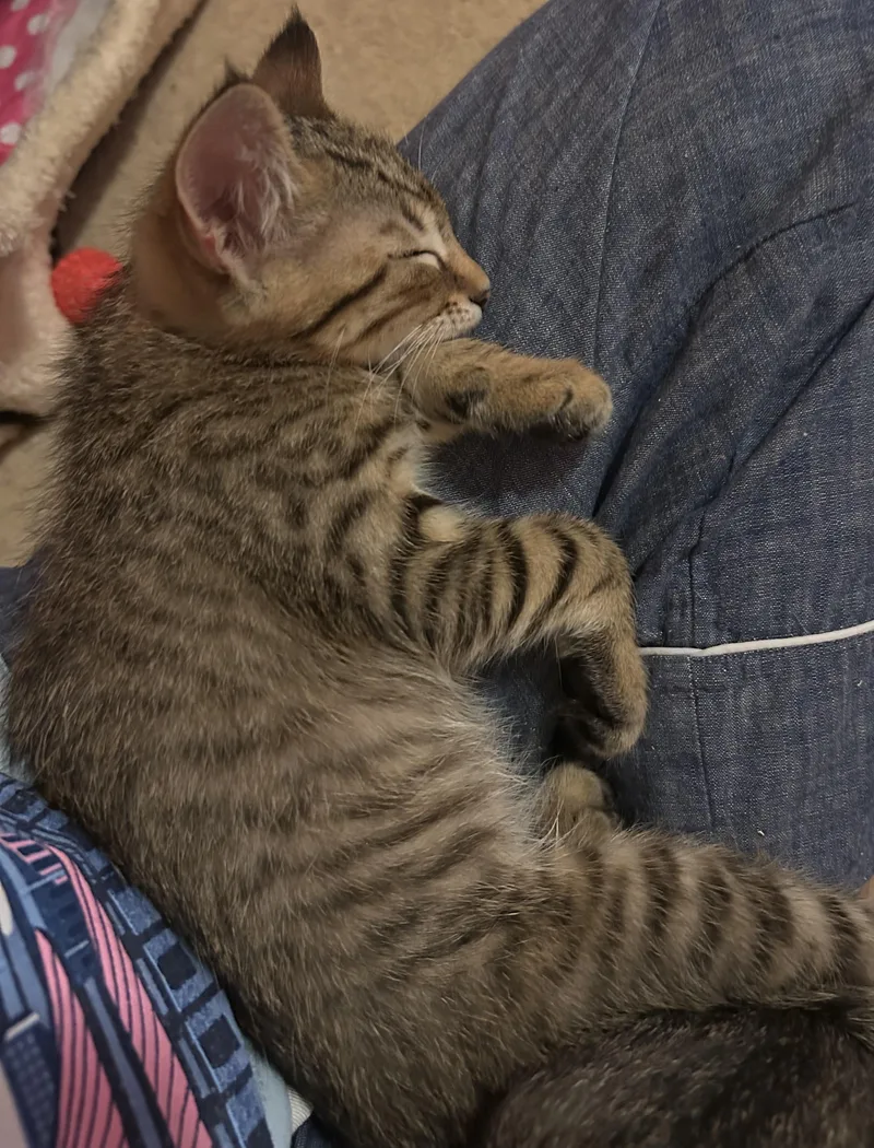 A baby medium-sized male Tabby (Buff / Tan / Fawn) Tabby cat named Waffles for adoption in Lambertville, NJ