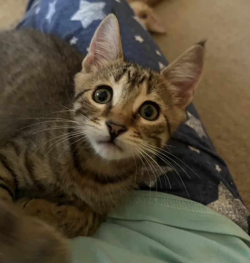 Waffles thumbnail 2