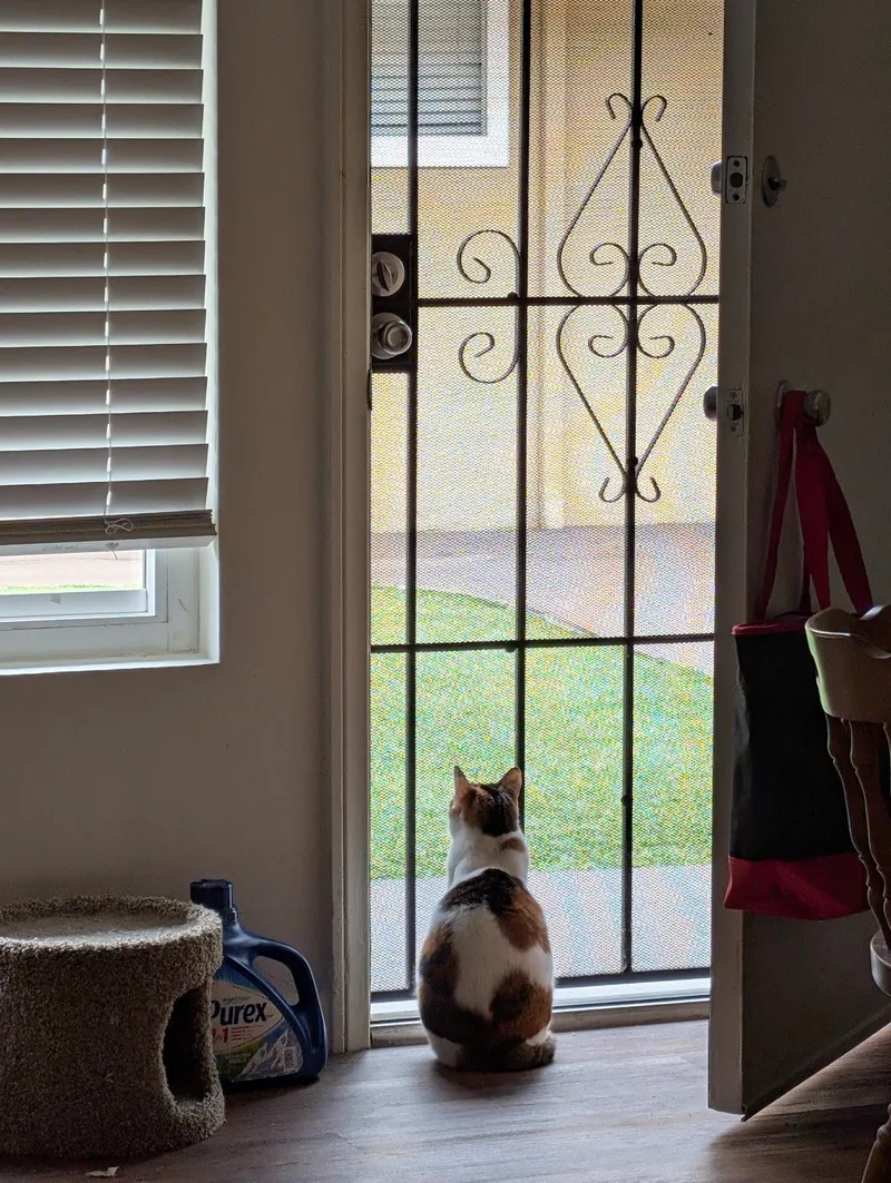 An adult medium-sized female Domestic Short Hair cat named Sophia for adoption in La Jolla, CA