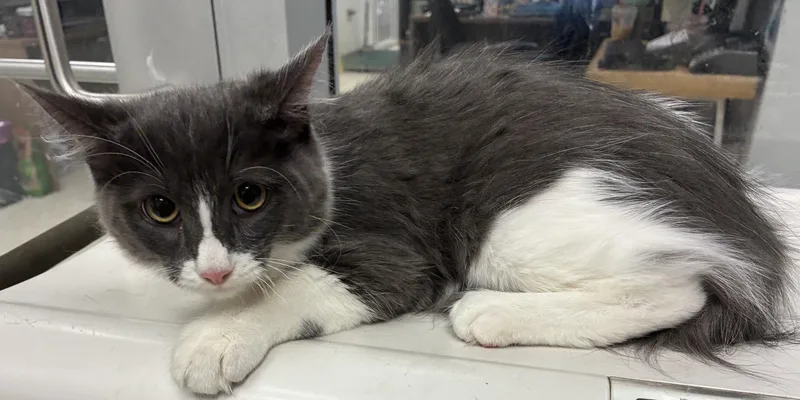 A baby small-sized male Domestic Long Hair cat named Jax for adoption in Los Angeles, CA