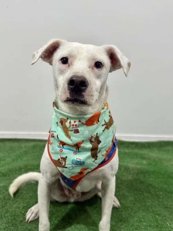 A young medium-sized male White / Cream Terrier dog named Ronald for adoption in Carlsbad, CA