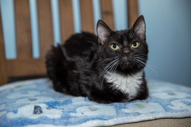 Whitesocks thumbnail 2