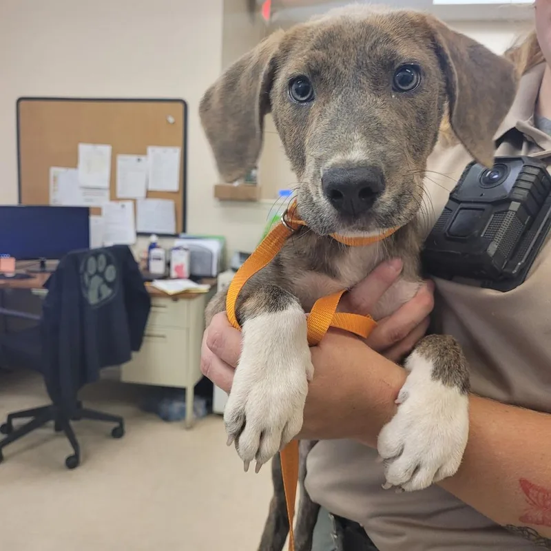 A baby medium-sized female Brown / Chocolate Mixed Breed dog named Porcha for adoption in Lake Panasoffkee, FL