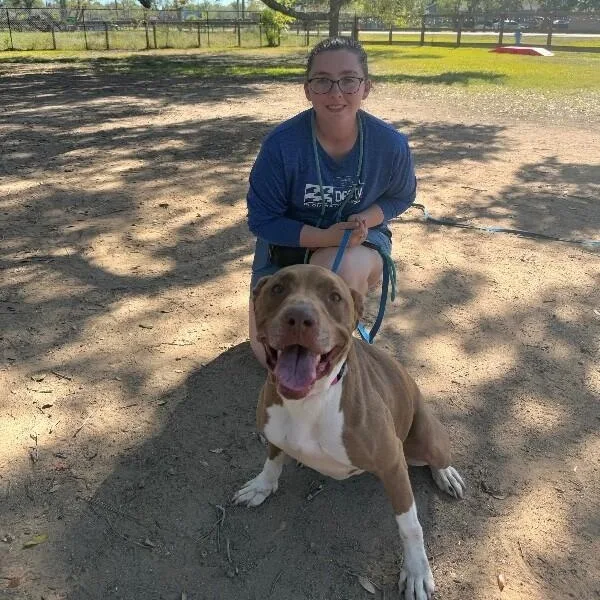 An adult large-sized female Brown / Chocolate Pit Bull Terrier dog named Beatrice Bestie Boo for adoption in Friendswood, TX