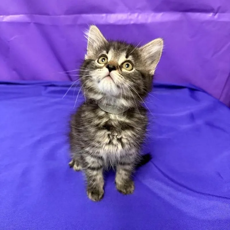 A baby small-sized female Black Domestic Short Hair cat named Gwendolyn for adoption in North Myrtle Beach, SC