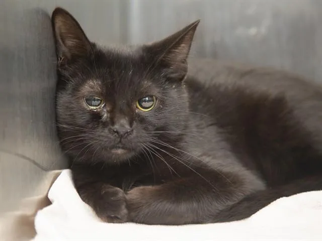 A young small-sized female Domestic Medium Hair cat named Crow for adoption in Phoenix, AZ