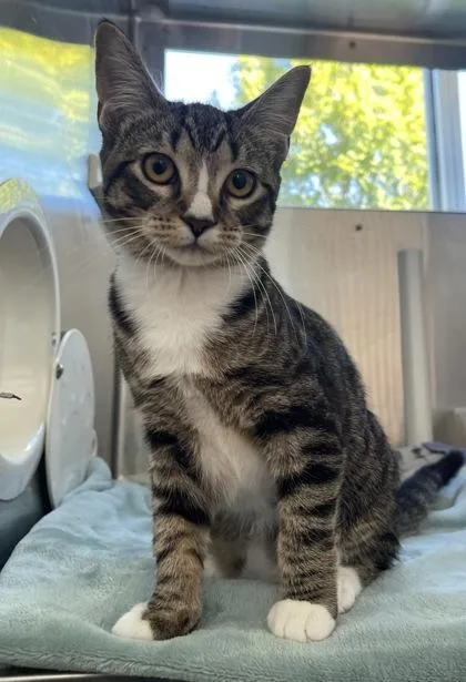 A baby small-sized female Domestic Short Hair cat named Red for adoption in Westland, MI