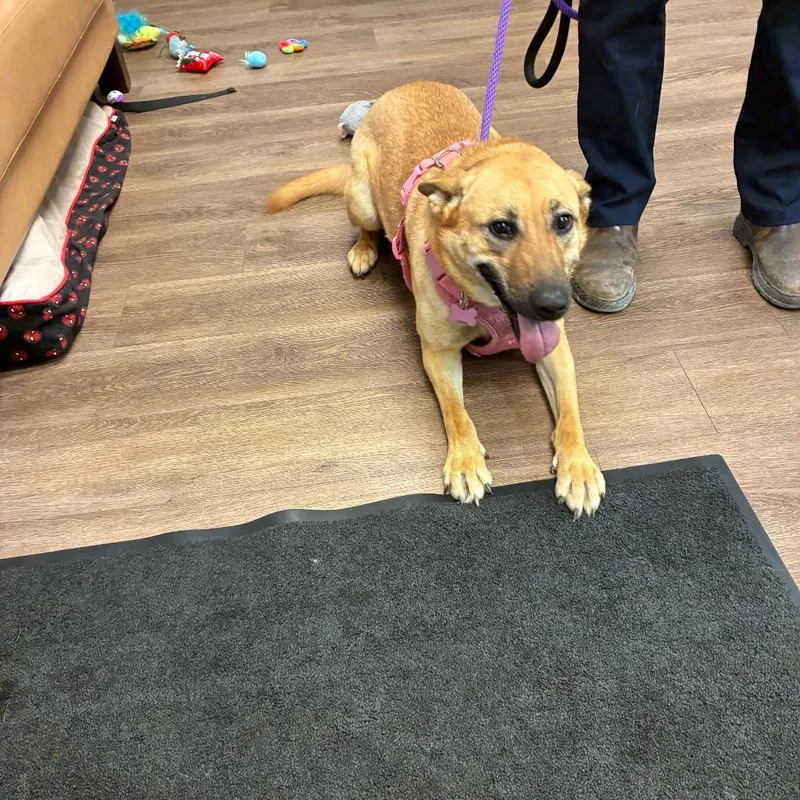 An adult medium-sized female Yellow / Tan / Blond / Fawn Mixed Breed dog named Torvi for adoption in Morganfield, KY