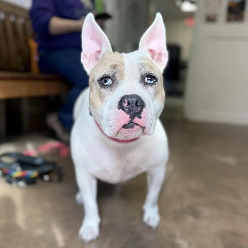 An adult medium-sized female White / Cream French Bulldog dog named Greta for adoption in Deerfield, IL
