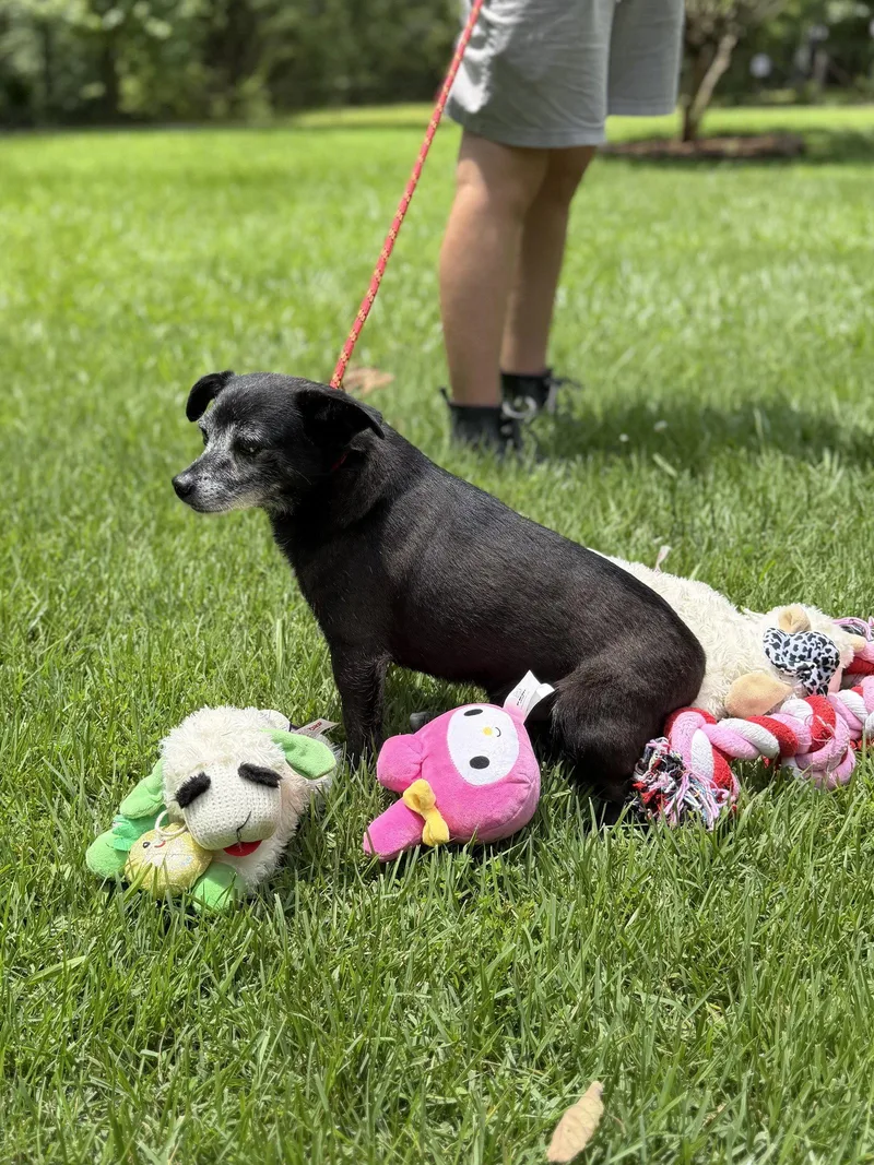 A senior small-sized male Chihuahua dog named Raheem for adoption in Locust Fork, AL