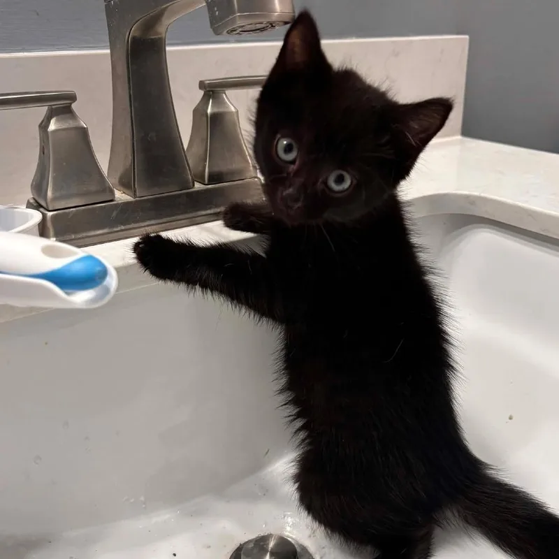 A baby small-sized female Domestic Short Hair cat named Slinky for adoption in Jarrettsville, MD