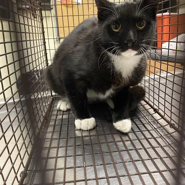 A young small-sized female Domestic Short Hair cat named A for adoption in Modesto, CA