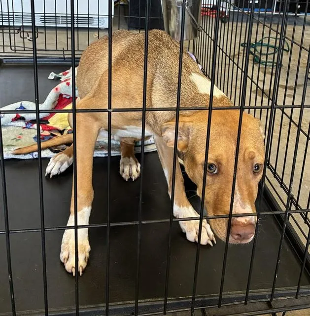 A young medium-sized female Terrier dog named Wendy for adoption in Olivette, MO