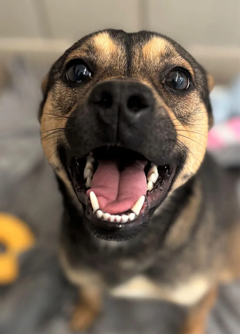 An adult medium-sized female Terrier dog named Iris for adoption in Iowa City, IA