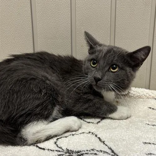 A baby small-sized female Gray / Blue / Silver Domestic Short Hair cat named Bun Bun for adoption in Hawthorne, CA