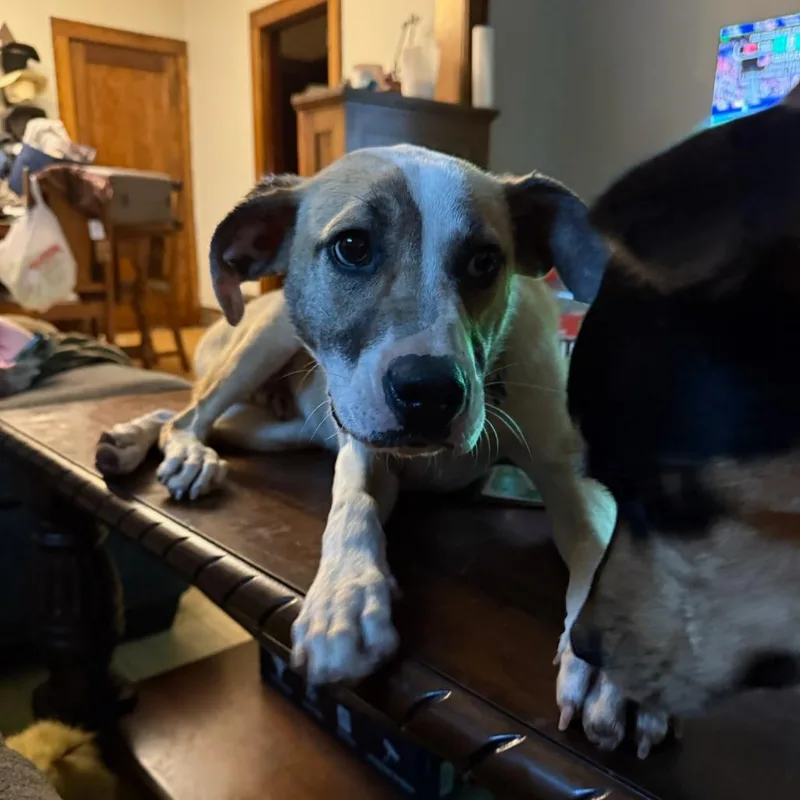 A young medium-sized male Yellow / Tan / Blond / Fawn Yellow Labrador Retriever dog named Ruger for adoption in Fargo, ND