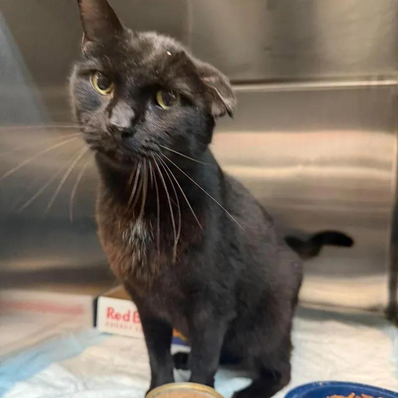 An adult large-sized male Black Domestic Short Hair cat named Binx for adoption in Shinnston, WV