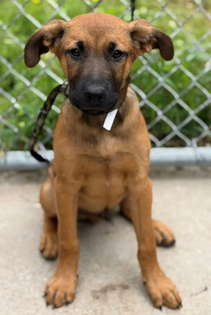 A baby medium-sized male German Shepherd Dog dog named Mustard for adoption in Louisville, IL