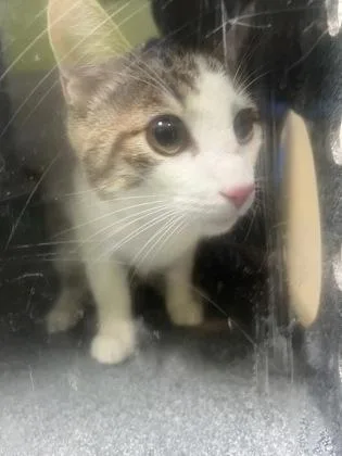 An adult medium-sized male Domestic Short Hair cat named Binxy for adoption in New Orleans, LA
