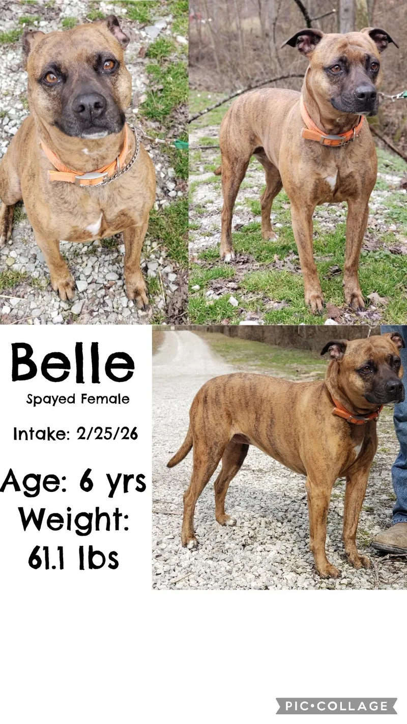 An adult large-sized female Boxer dog named Belle for adoption in Staffordsville, KY
