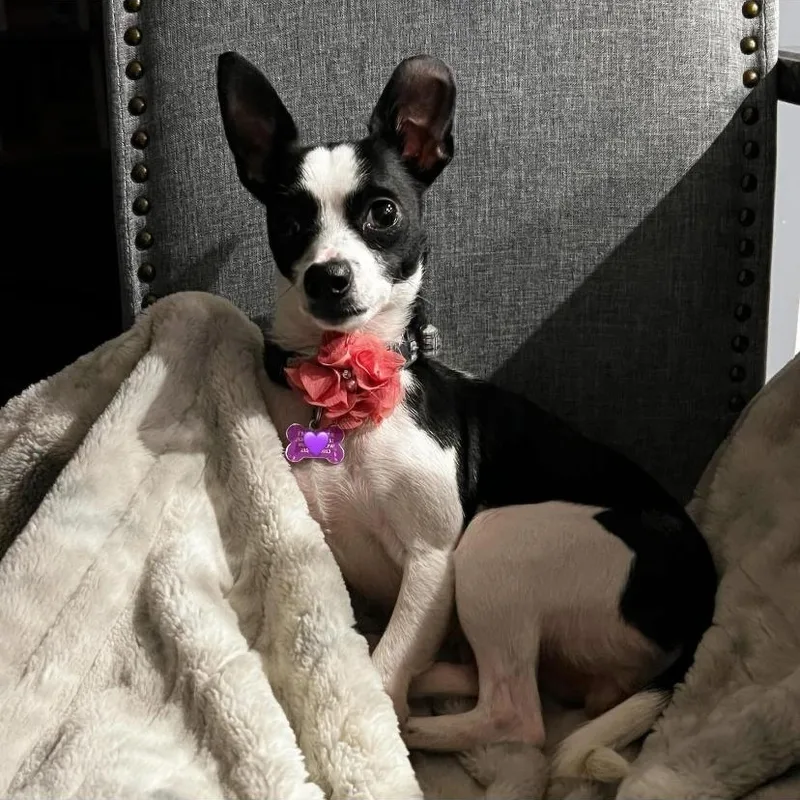 A young small-sized female Rat Terrier dog named Lucy for adoption in Philadelphia, PA