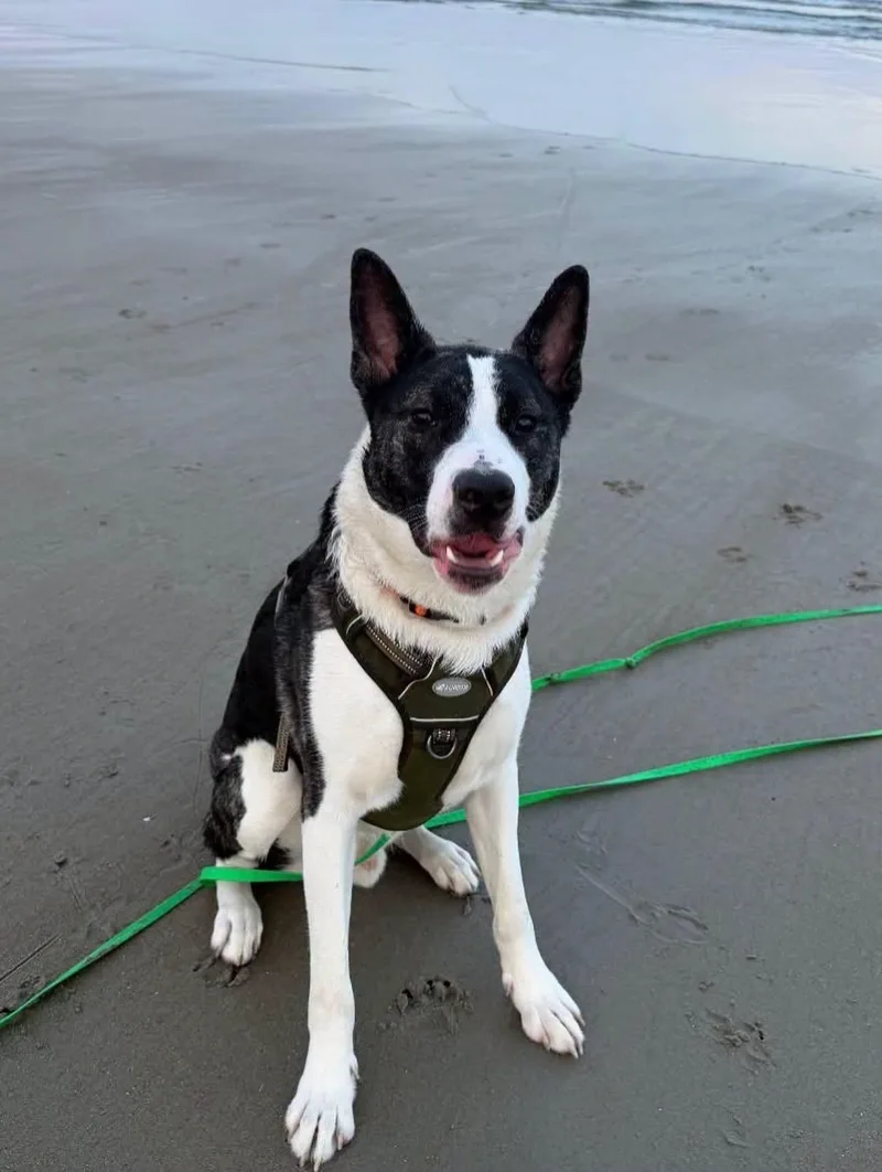 A young large-sized male Pit Bull Terrier dog named Knox for adoption in Salem, NH