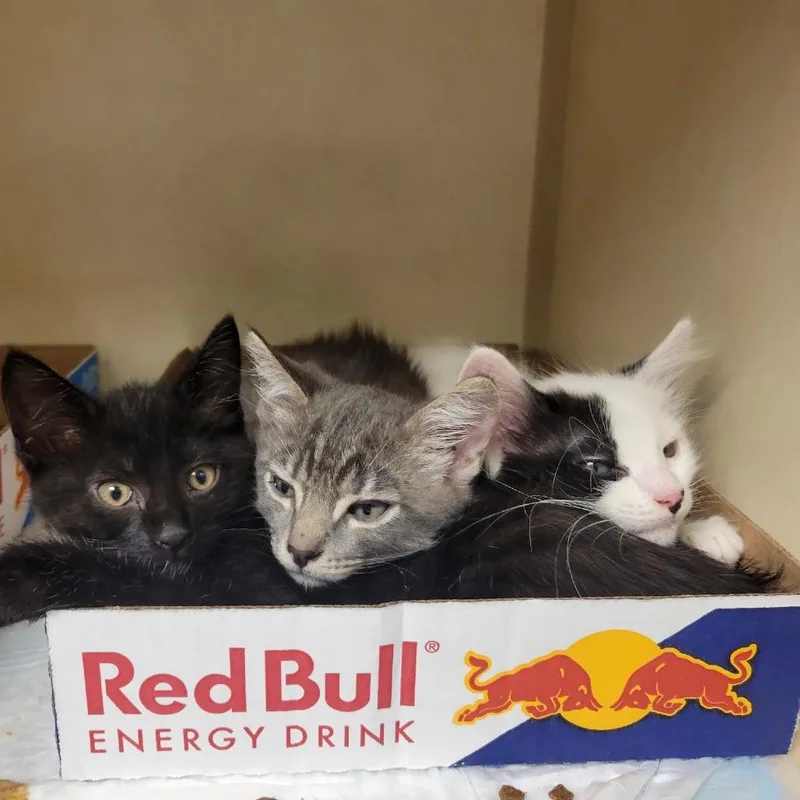 A young small-sized female White Domestic Medium Hair cat named Kokomo for adoption in Westminster, CA