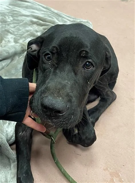 A young large-sized male Mixed Breed dog named Soldier for adoption in Columbia, SC
