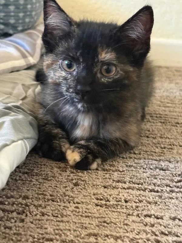 A baby small-sized female Domestic Short Hair cat named April for adoption in Bonsall, CA