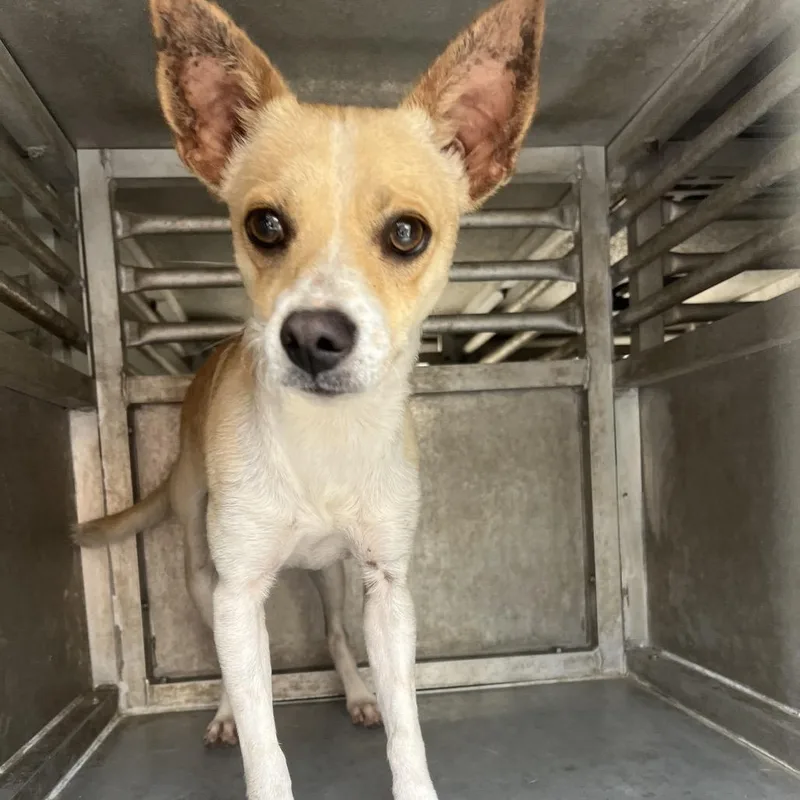 An adult small-sized male Yellow / Tan / Blond / Fawn Chihuahua dog named Triscuit for adoption in Edinburg, TX