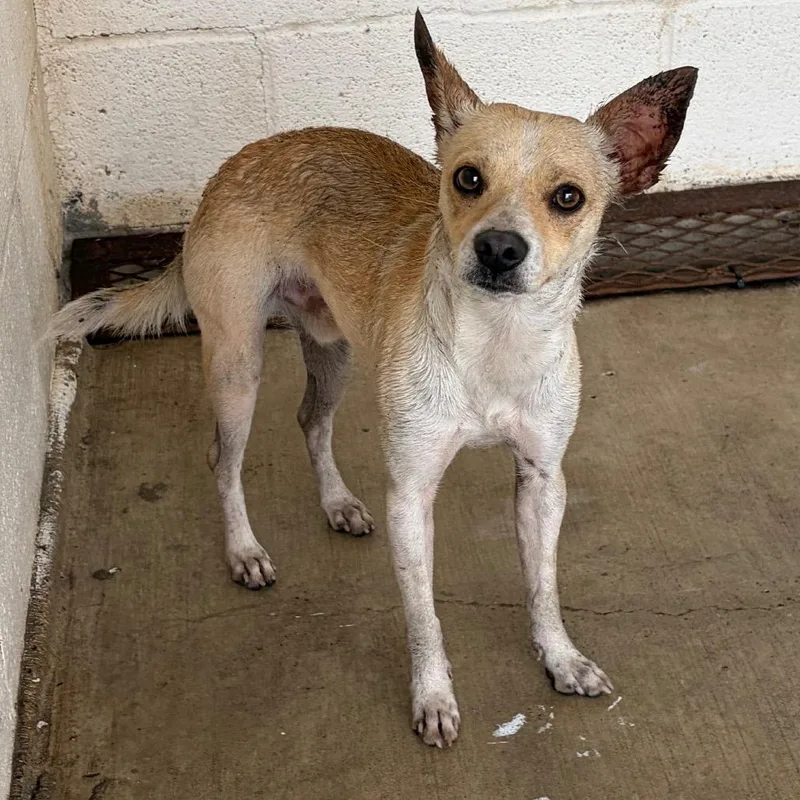 Triscuit thumbnail 2