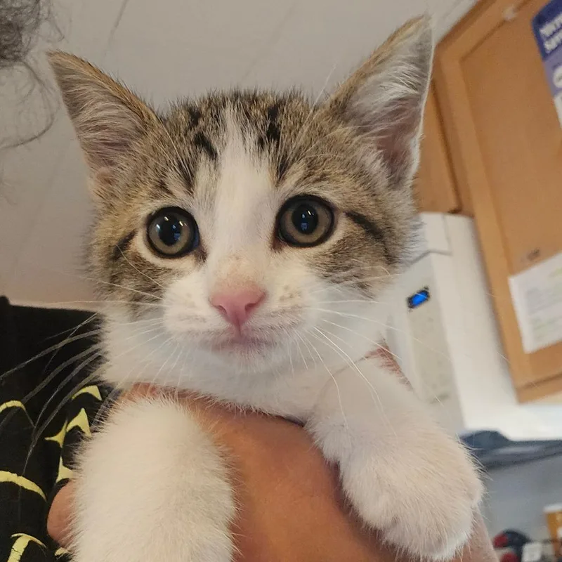 A baby small-sized female Torbie Domestic Short Hair cat named Rosie for adoption in Hanna City, IL