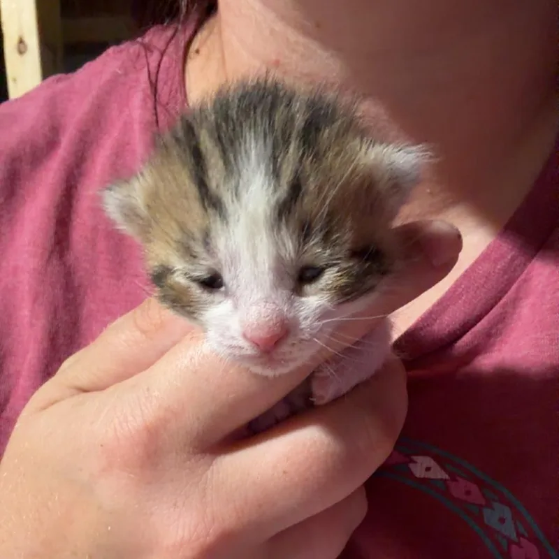 Rosie thumbnail 2