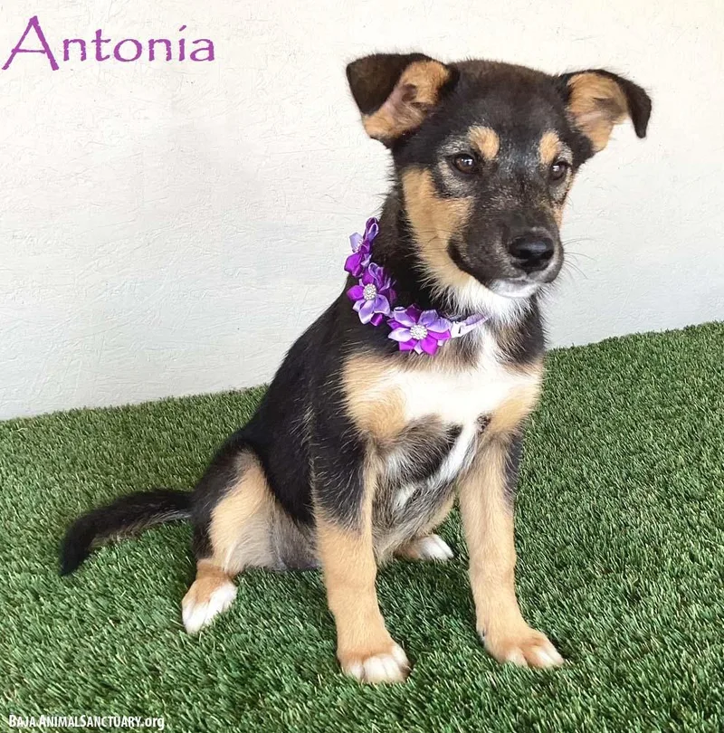 A baby medium-sized female Tricolor (Brown, Black, & White) Australian Shepherd dog named Antonia for adoption in San Diego, CA