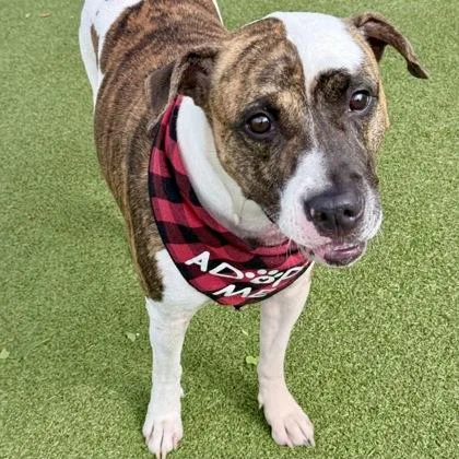 An adult large-sized male Mixed Breed dog named Travis Kelce for adoption in Largo, FL