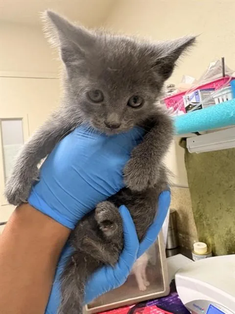 A baby small-sized male Domestic Short Hair cat named Griffen for adoption in Riverside, CA