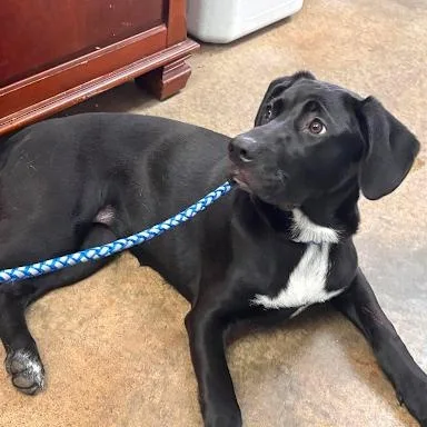 A baby medium-sized female Labrador Retriever dog named Raven for adoption in Danbury, CT