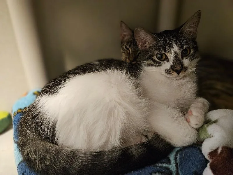 A young medium-sized male Domestic Short Hair cat named Pitbull for adoption in Fort Collins, CO