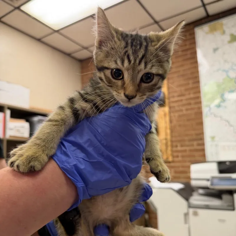 A baby small-sized male Domestic Short Hair cat named Pluto for adoption in Birmingham, AL