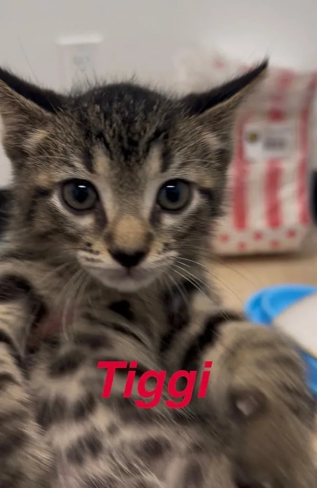 A baby small-sized male Black & White / Tuxedo Tabby cat named Tiggi for adoption in Fern Park, FL