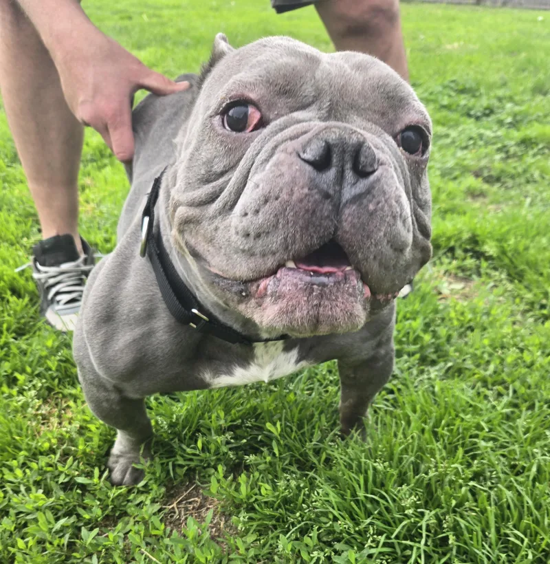 A young medium-sized male Gray / Blue / Silver American Bully dog named Silver for adoption in Clay, NY
